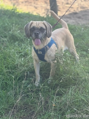 ich bin Charlotte und suche ein schönes zu Hause  Bild 4