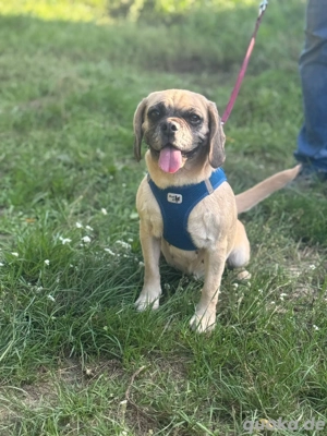 ich bin Charlotte und suche ein schönes zu Hause  Bild 2