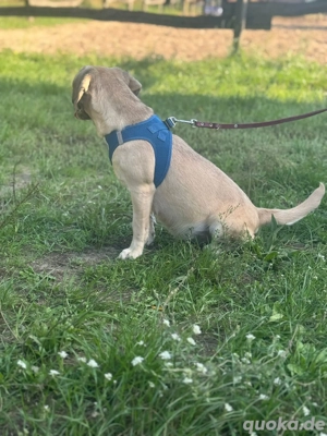 ich bin Charlotte und suche ein schönes zu Hause  Bild 3