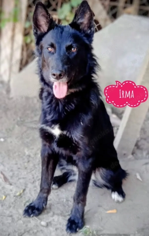 Irma, traumhaft schöne Schäferhündin