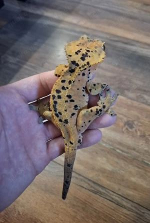 Kronengecko Super Dalmation 1.0