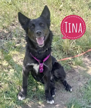 Tina, wunderhübsche, junge Schäferhündin