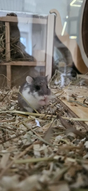 Roborowski Zwerghamster