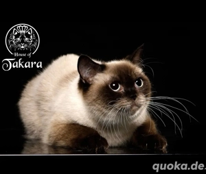 Batida BKH Britisch Kurzhaar Katze Stammbaum kastriert
