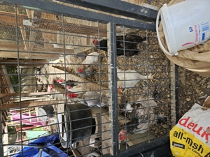 Hühner und Hähne abzugeben  Bild 3