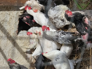 Hühner und Hähne abzugeben  Bild 2