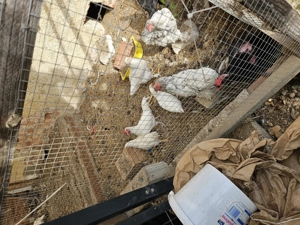 Hühner und Hähne abzugeben  Bild 4