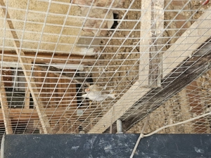 Hühner und Hähne abzugeben  Bild 5