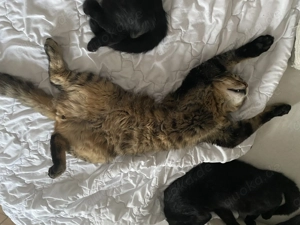 Schwarzer und getigerter kastrierte Kater Bild 2