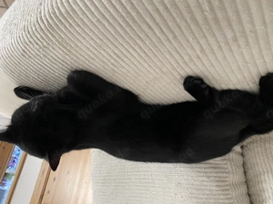 Schwarzer und getigerter kastrierte Kater Bild 3