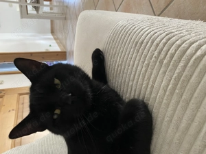 Schwarzer und getigerter kastrierte Kater