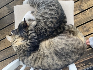 Schwarzer und getigerter kastrierte Kater Bild 6