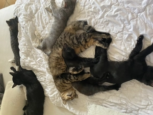 Schwarzer und getigerter kastrierte Kater Bild 5