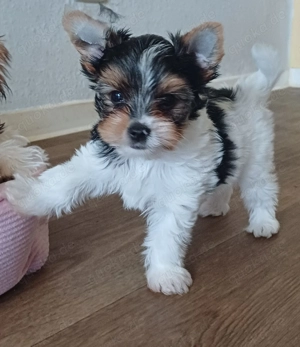 Biewer Yorkshire Deckrüde,  kein Verkauf !!! Bild 3