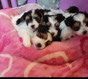 Biewer Yorkshire Deckrüde,  kein Verkauf !!! Bild 4