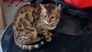 Kater & Katze optisch wie Bengal Katzenpärchen 2,5 Jahre nur zusammen