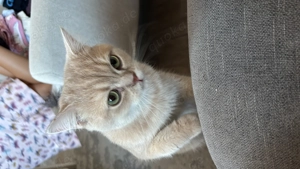 Britisch kH 8 monate