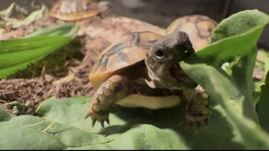 Landschildkröten (Testudo hermanni hercegovinensis) aus liebevoller Hobbyzucht