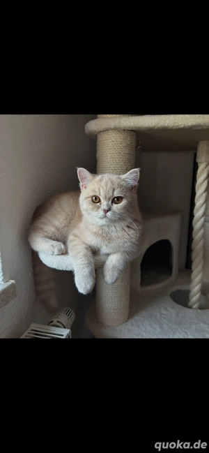 Gebe schweren herzens unsere katze Mimi ab