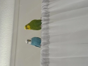 Kanarin Vogel 2 Stück mit dem Käfer zusammen 