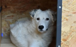 Sportlicher Gismo sucht sein aktives Gegenstück