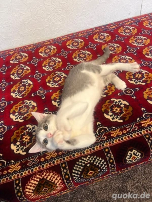 süßes kätzchen3 monate alt ,sucht liebevolles zuhause