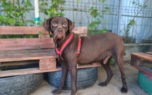 Freundliche Seele Odin sucht Heimat