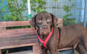 Freundliche Seele Odin sucht Heimat Bild 3