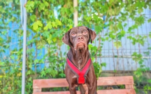 Freundliche Seele Odin sucht Heimat Bild 4