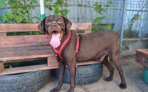 Freundliche Seele Odin sucht Heimat Bild 5