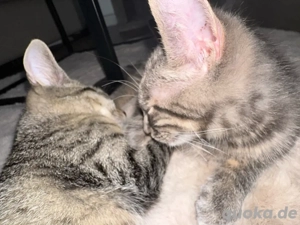 zwei süße katzen kinder 