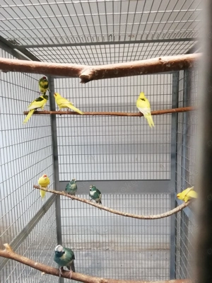 Junge Ziegensittiche in verschiedenen Farben abzugeben. Gelb, grün gelb Schecken, blau