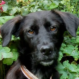 Collin, 1 Jahr - Mischling - Tierhilfe Franken e.V.