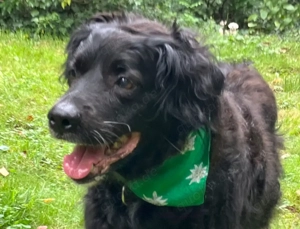 William, 14 Jahre - Mischling - Tierhilfe Franken e.V.