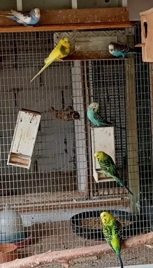 Wellensittiche aus eigener Zucht zu verkaufen! 20  pro Stück Bild 4