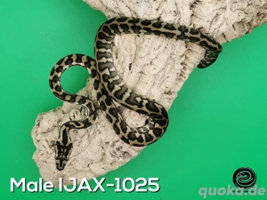 Morelia spilota Männchen 100% het axanthisch, 50% double het Granit, Albino (IJAX-1025)