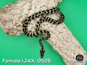 Morelia spilota Weibchen 100% het axanthisch, 50% double het Granit, Albino (IJAX-0525)