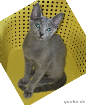 Wunderschöner Russische Blau Katerchen sucht liebevolle Menschen! Bild 5
