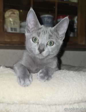 Wunderschöner Russische Blau Katerchen sucht liebevolle Menschen! Bild 7