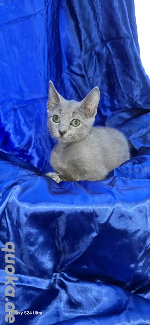 Wunderschöner Russische Blau Katerchen sucht liebevolle Menschen! Bild 4