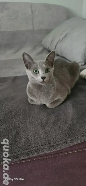 Wunderschöner Russische Blau Katerchen sucht liebevolle Menschen! Bild 6