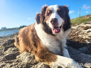 Perri - intelligent&lernwillig