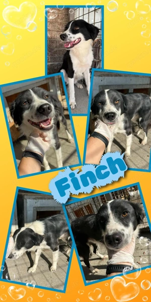 lieber, menschenbezogener, wunderschöner Rüde "Finch" sucht ein schönes Zuhause 