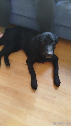 Akito sucht dringend 