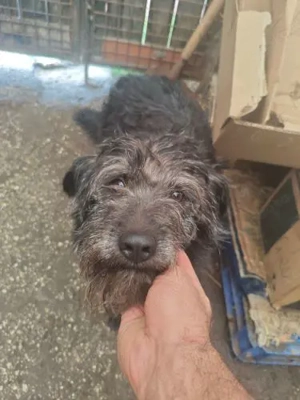 Bozont lebt noch auf Pflegestelle in Ungarn und sucht ein Zuhause Bild 3
