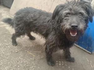 Bozont lebt noch auf Pflegestelle in Ungarn und sucht ein Zuhause