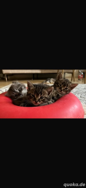katzen zum verkaufen