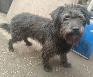 Bozont lebt noch auf Pflegestelle in Ungarn und sucht ein Zuhause Bild 2