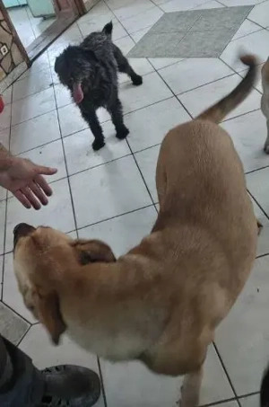 Bozont lebt noch auf Pflegestelle in Ungarn und sucht ein Zuhause Bild 5