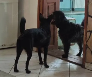 Bozont lebt noch auf Pflegestelle in Ungarn und sucht ein Zuhause Bild 4